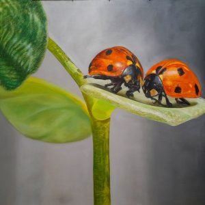 Two lady bugs